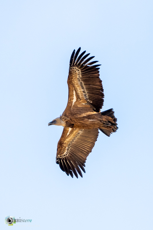 drôme, faune, oiseau, parc naturel régional des Baronnnies, rapace, rhône-alpes, rémuzat, vautour fauve_