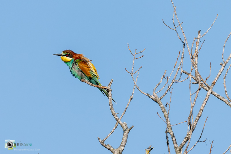faune, guêpier d'Europe, oiseau, vaucluse_