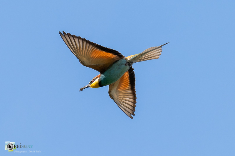 faune, guêpier d'Europe, oiseau, prédation, vaucluse, vol_