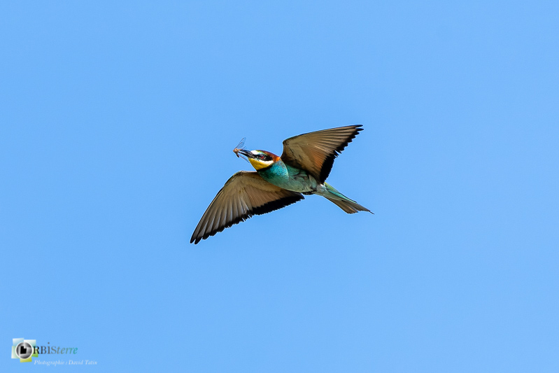 faune, guêpier d'Europe, oiseau, prédation, vaucluse, vol_