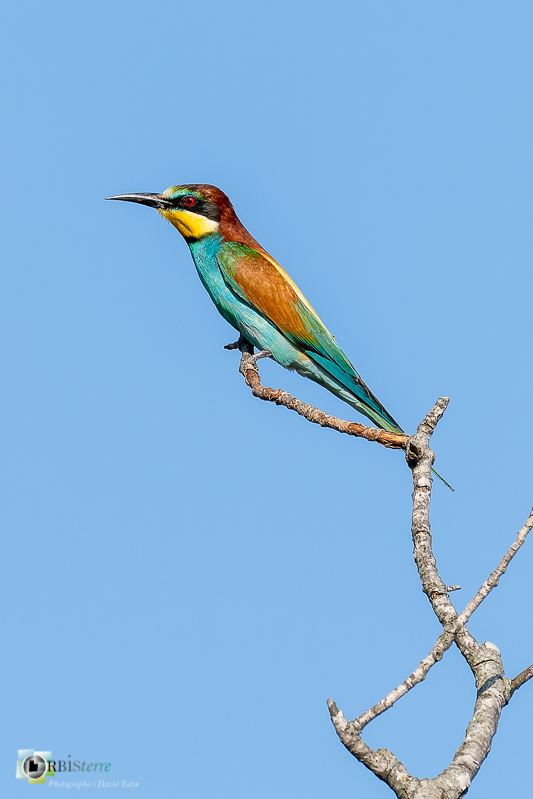 faune, guêpier d'Europe, oiseau, vaucluse_