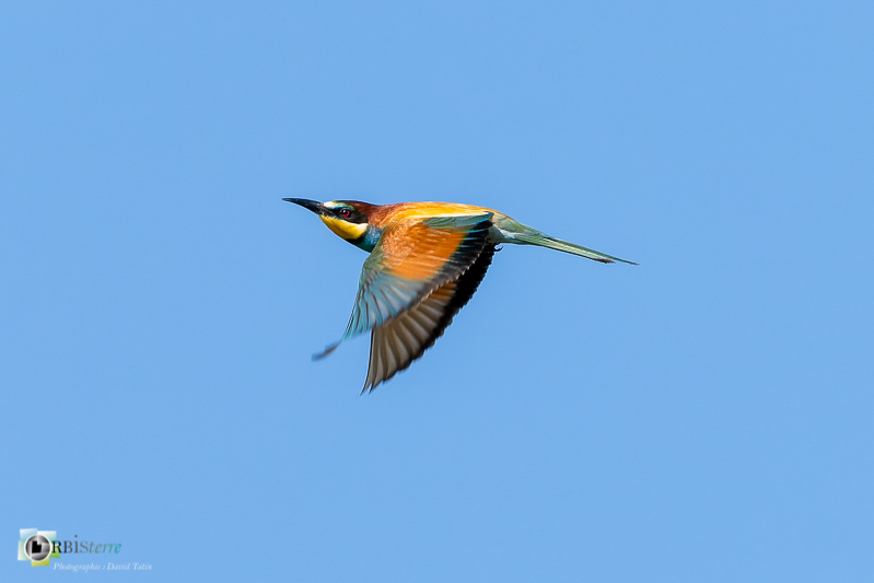 faune, guêpier d'Europe, oiseau, prédation, vaucluse, vol_