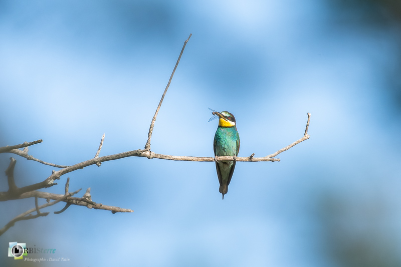 faune, guêpier d'Europe, oiseau, vaucluse_