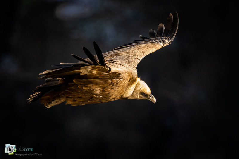 drôme, faune, oiseau, parc naturel régional des Baronnnies, rapace, rhône-alpes, rémuzat, vautour fauve_