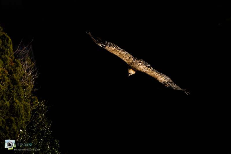 drôme, faune, oiseau, parc naturel régional des Baronnnies, rapace, rhône-alpes, rémuzat, vautour fauve_