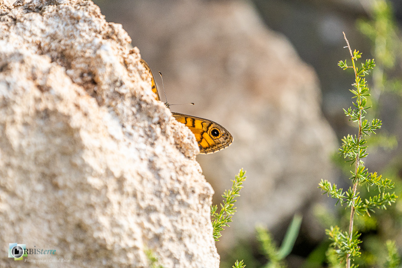 Beaumettes, faune, insecte, luberon, mégère, papillon, vaucluse_43°52'0.8571