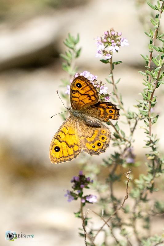 Beaumettes, faune, insecte, luberon, mégère, papillon, vaucluse_43°51'33.1621