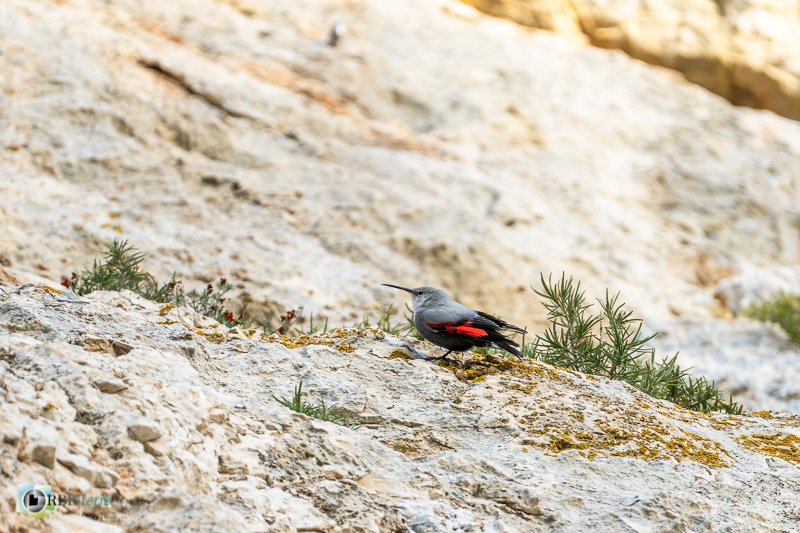 Alpilles, Aves, Birds, Oiseaux, Passériformes, Tichodroma muraria, Tichodrome échelette, Tichodromidae, Tichodromidés, Uccelli, Vögel, Wallcreeper, faune, oiseau_