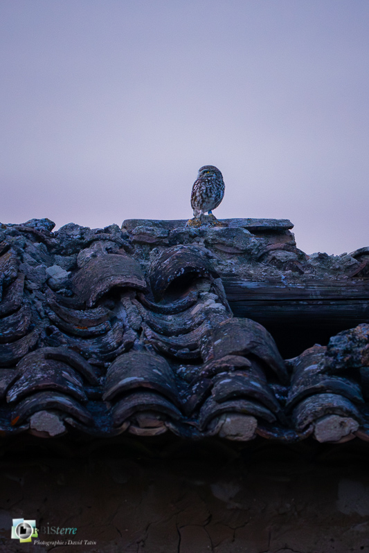 Chevêche d'Athéna, faune, luberon, oiseau, rapace nocturne, vaucluse_