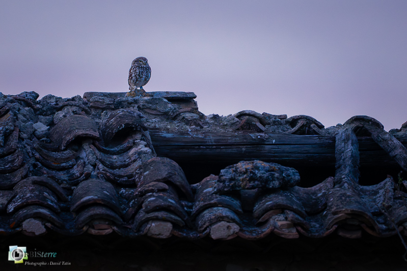 Chevêche d'Athéna, faune, luberon, oiseau, rapace nocturne, vaucluse_