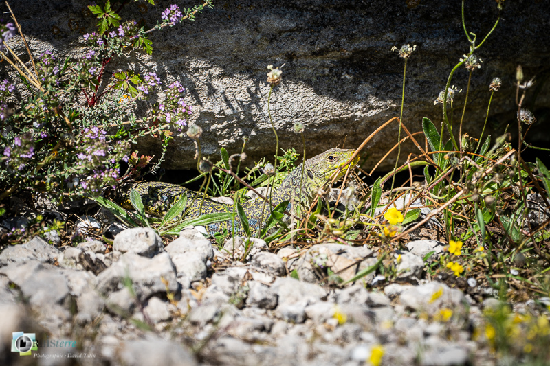 Alpilles, Bouches-du-Rhône, faune, lézard ocellé, reptile_