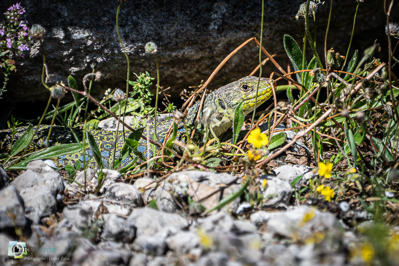 Alpilles, Bouches-du-Rhône, faune, lézard ocellé, reptile_