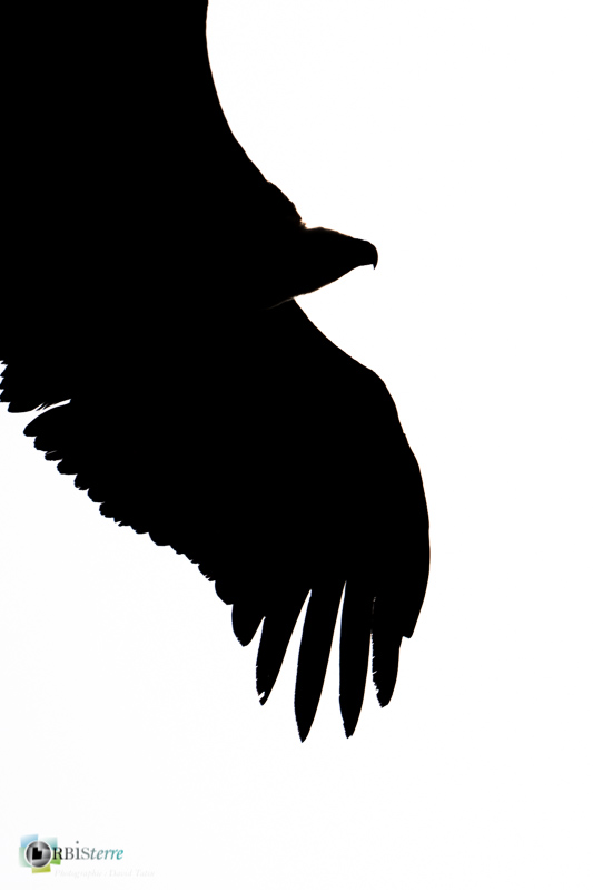 Causse Méjean, Lozère, faune, oiseau, stage, vautour fauve_