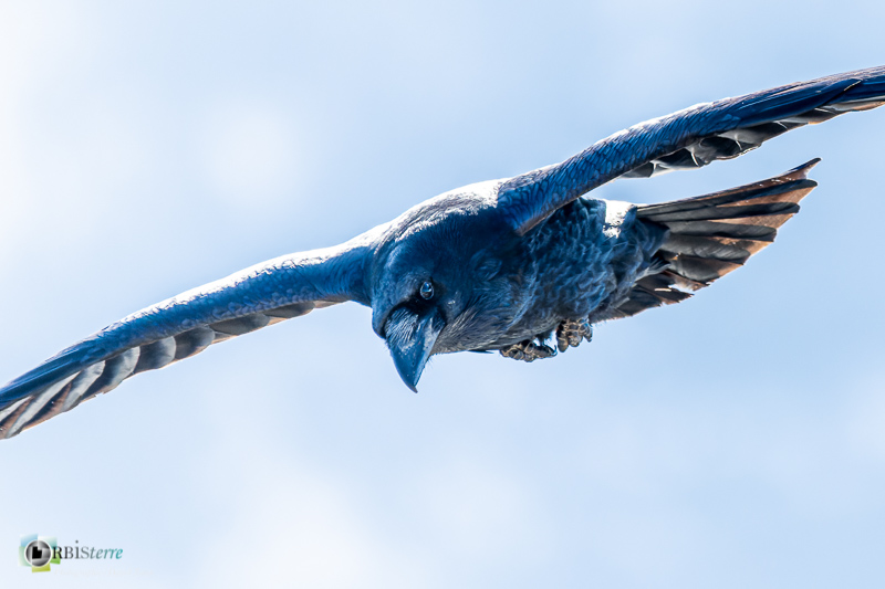 barronies, drome, faune, grand corbeau, oiseau, parc naturel régional, rhône-alpes_
