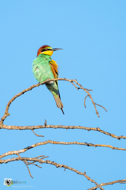 faune, guêpier d'Europe, luberon, mérindol, oiseau, vaucluse_