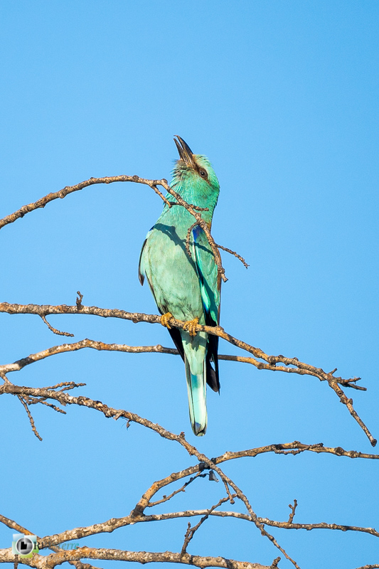 faune, luberon, mérindol, oiseau, rollier d'europe, vaucluse_