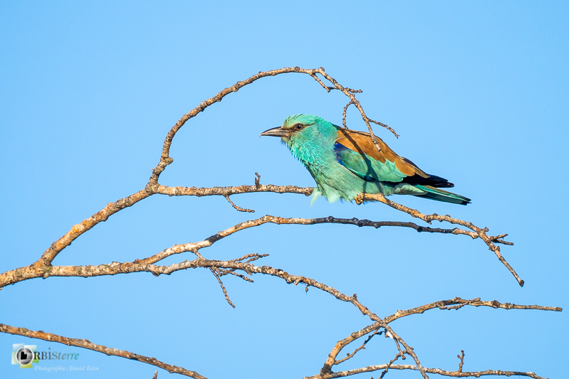 faune, luberon, mérindol, oiseau, rollier d'europe, vaucluse_