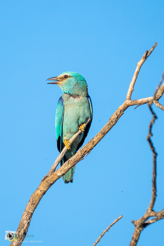 faune, luberon, mérindol, oiseau, rollier d'europe, vaucluse_