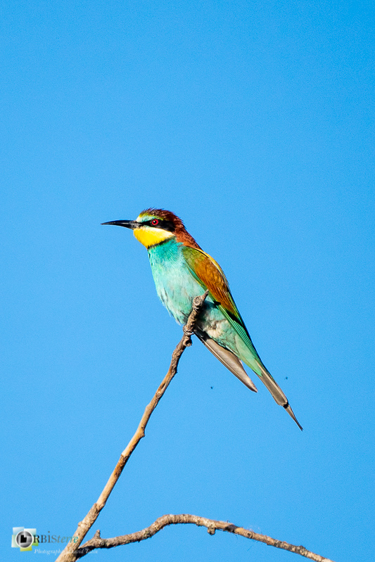 faune, guêpier d'Europe, luberon, mérindol, oiseau, vaucluse_