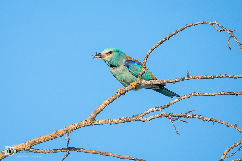 faune, luberon, mérindol, oiseau, rollier d'europe, vaucluse_