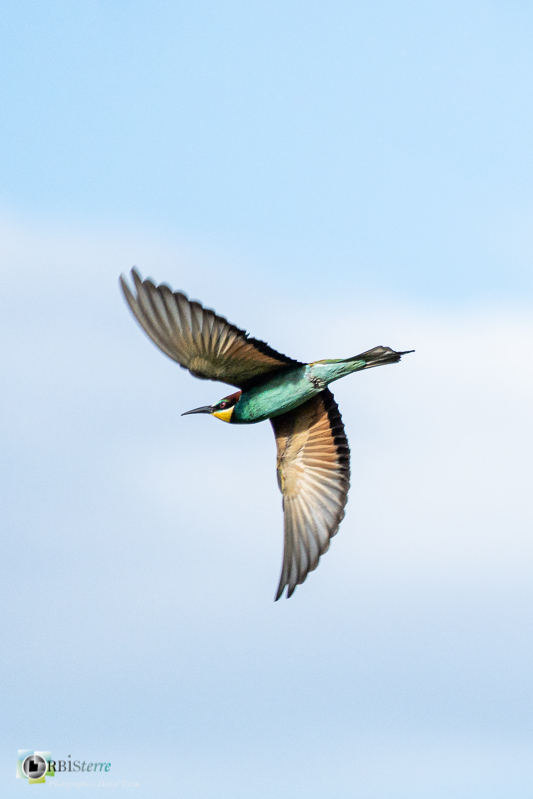 calavon, faune, guêpier d'Europe, luberon, oiseau, parc naturel régional, vaucluse_