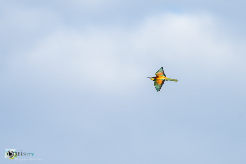 calavon, faune, guêpier d'Europe, luberon, oiseau, parc naturel régional, vaucluse_