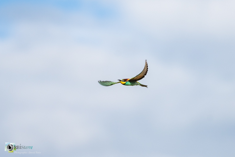 calavon, faune, guêpier d'Europe, luberon, oiseau, parc naturel régional, vaucluse_