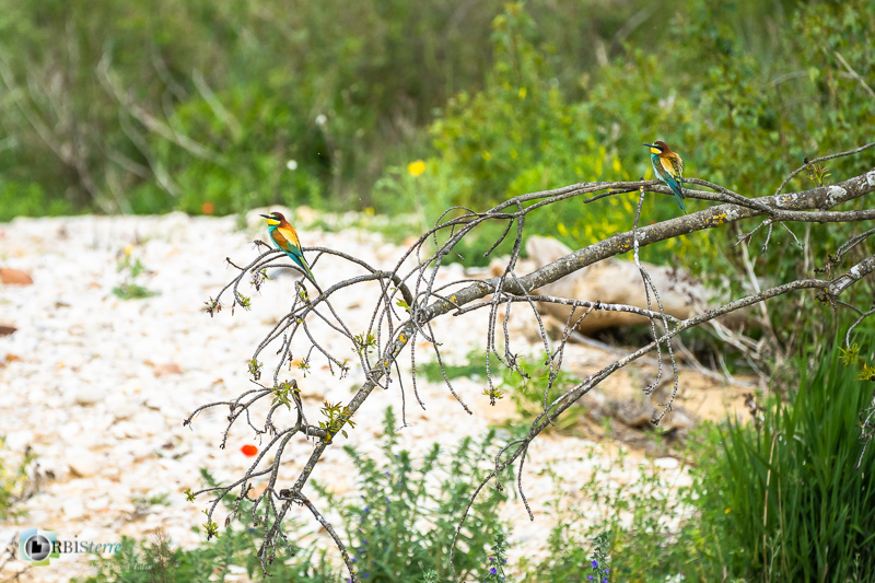 calavon, faune, guêpier d'Europe, luberon, oiseau, parc naturel régional, vaucluse_