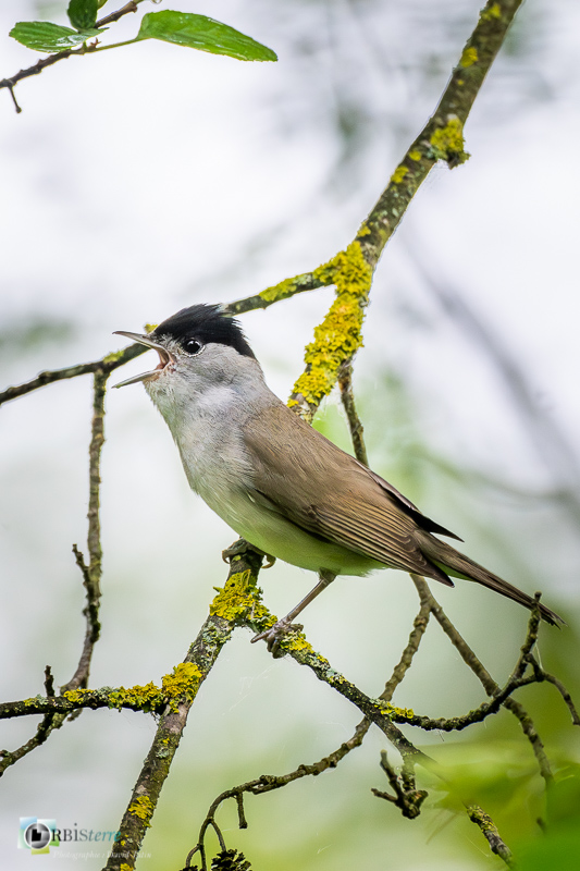 Aves, Birds, Eurasian Blackcap, Fauvette à tête noire, Oiseaux, Passériformes, Saumane-de-Vaucluse, Sylvia atricapilla, Sylviidae, Sylviidés, Uccelli, Vögel, faune, oiseau, vaucluse_