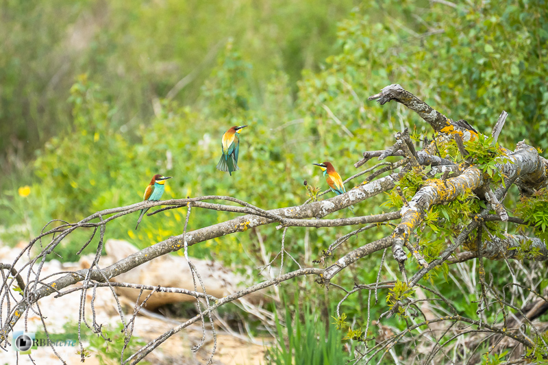 calavon, faune, guêpier d'Europe, luberon, oiseau, parc naturel régional, vaucluse_