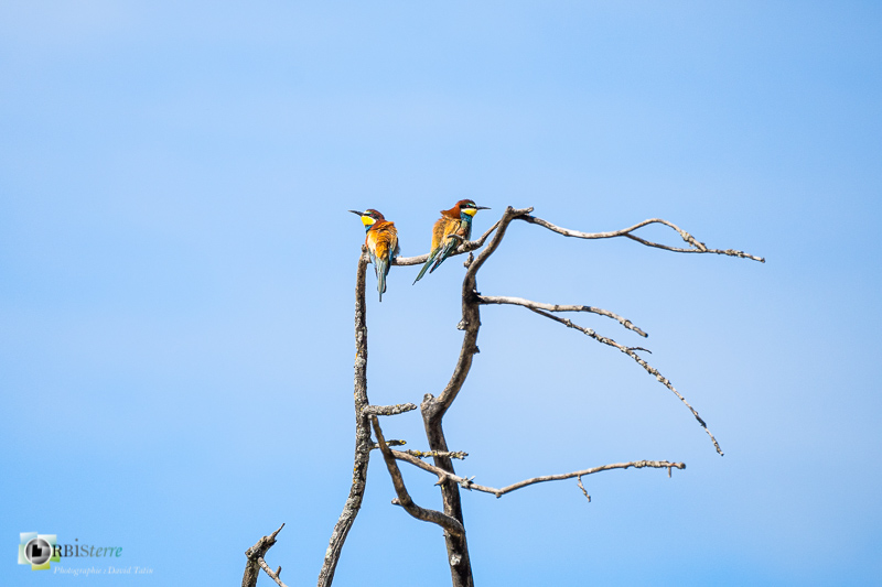 calavon, faune, guêpier d'Europe, luberon, oiseau, parc naturel régional, vaucluse_