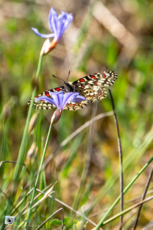 Beaumettes, faune, insecte, luberon, papillon, proserpine, vaucluse_43°51'57.557