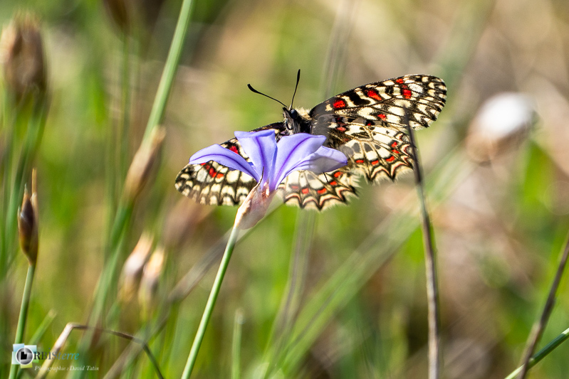 Beaumettes, faune, insecte, luberon, papillon, proserpine, vaucluse_43°51'57.558