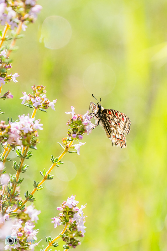 Beaumettes, faune, insecte, luberon, papillon, proserpine, vaucluse_43°51'57.57