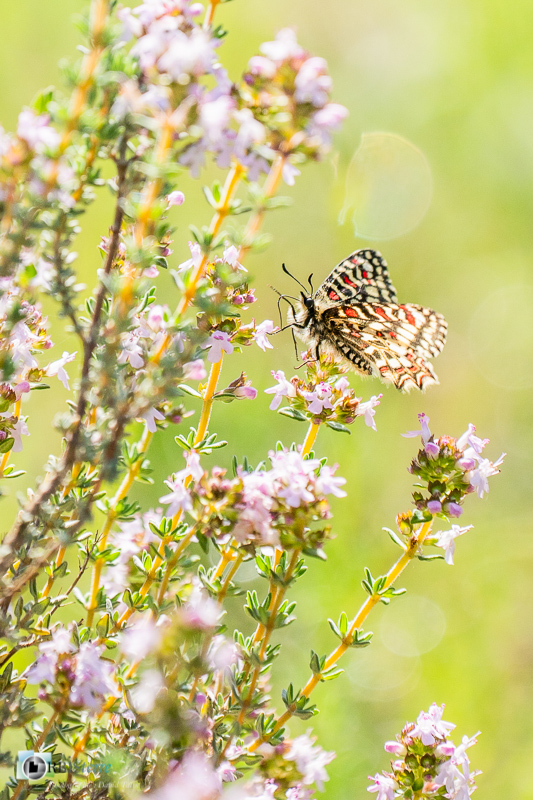 Beaumettes, faune, insecte, luberon, papillon, proserpine, vaucluse_43°51'57.51