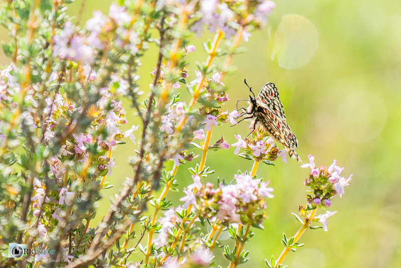 Beaumettes, faune, insecte, luberon, papillon, proserpine, vaucluse_43°51'57.521