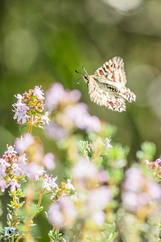 Beaumettes, faune, insecte, luberon, papillon, proserpine, vaucluse_43°51'57.555