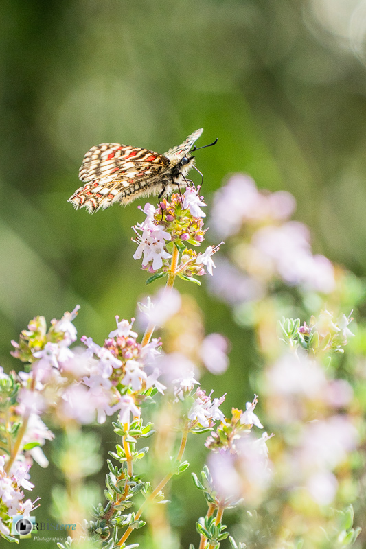 Beaumettes, faune, insecte, luberon, papillon, proserpine, vaucluse_43°51'57.521