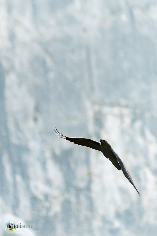 Alpilles, Bouches-du-Rhône, faune, grand corbeau, oiseau, orgon_