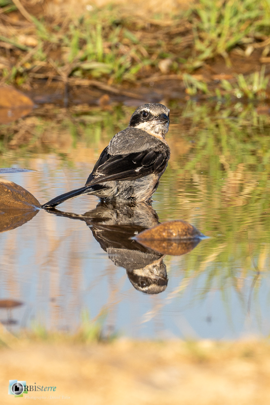 Bouches-du-Rhône, Crau, Pie-grièche méridionale, Réserve naturelle, bain, faune, flaque d'eau, oiseau_