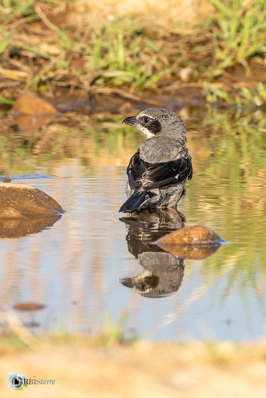 Bouches-du-Rhône, Crau, Pie-grièche méridionale, Réserve naturelle, bain, faune, flaque d'eau, oiseau_