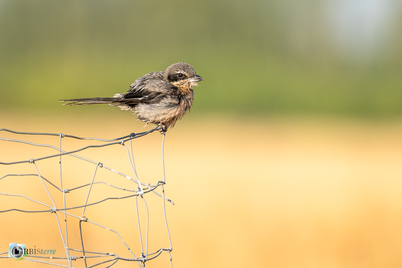Bouches-du-Rhône, Crau, Pie-grièche méridionale, Réserve naturelle, faune, oiseau_