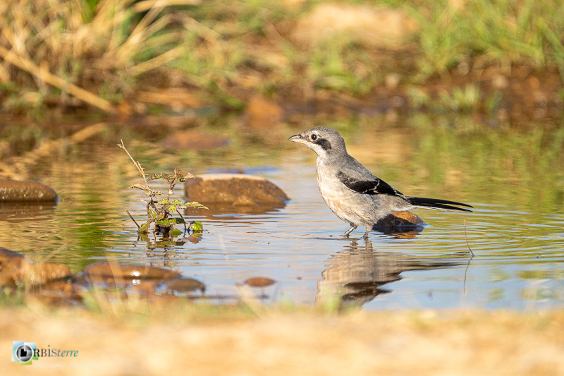 Bouches-du-Rhône, Crau, Pie-grièche méridionale, Réserve naturelle, bain, faune, flaque d'eau, oiseau_