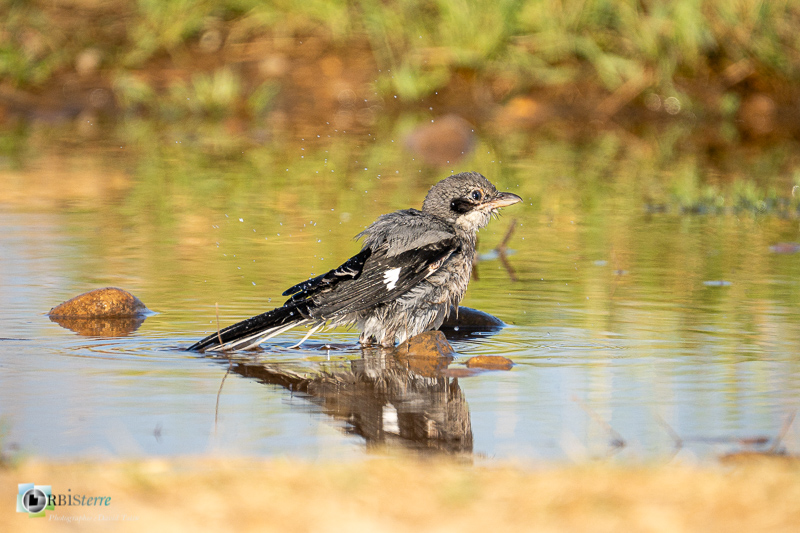 Bouches-du-Rhône, Crau, Pie-grièche méridionale, Réserve naturelle, bain, faune, flaque d'eau, oiseau_
