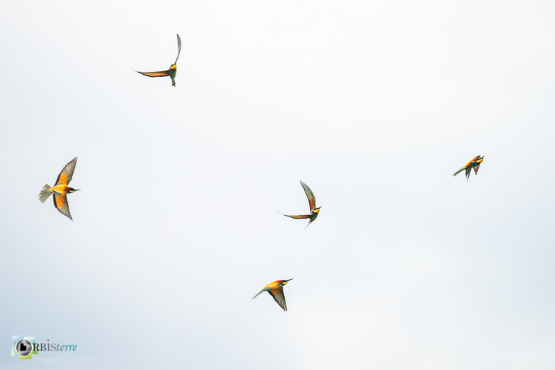 Gard, faune, gardon, guêpier d'Europe, oiseau, réserve naturelle régionale, stage_