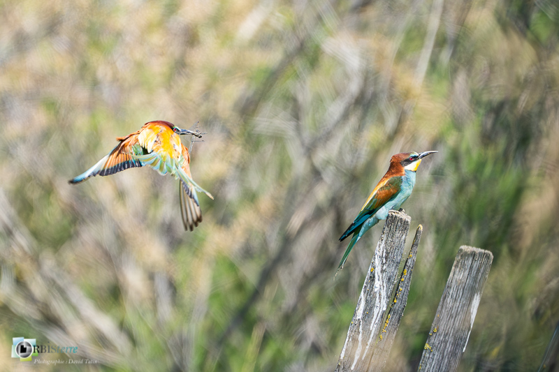 Aves, Birds, Camargue, Coraciiformes, European Bee-eater, Guêpier d'Europe, Merops apiaster, Méropidae, Méropidés, Oiseaux, Uccelli, Vögel, arles, faune, marais du vigueirat, oiseau, stage_