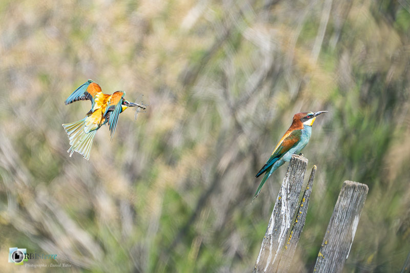 Aves, Birds, Camargue, Coraciiformes, European Bee-eater, Guêpier d'Europe, Merops apiaster, Méropidae, Méropidés, Oiseaux, Uccelli, Vögel, arles, faune, marais du vigueirat, oiseau, stage_