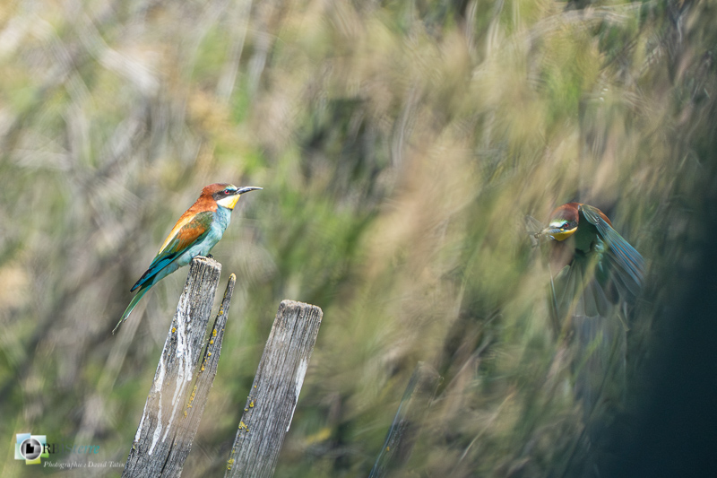 Aves, Birds, Camargue, Coraciiformes, European Bee-eater, Guêpier d'Europe, Merops apiaster, Méropidae, Méropidés, Oiseaux, Uccelli, Vögel, arles, faune, marais du vigueirat, oiseau, stage_