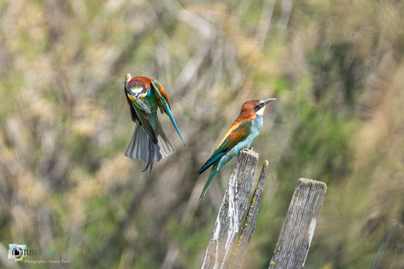 Aves, Birds, Camargue, Coraciiformes, European Bee-eater, Guêpier d'Europe, Merops apiaster, Méropidae, Méropidés, Oiseaux, Uccelli, Vögel, arles, faune, marais du vigueirat, oiseau, stage_