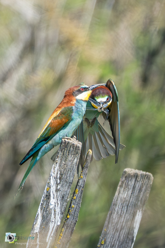 Aves, Birds, Camargue, Coraciiformes, European Bee-eater, Guêpier d'Europe, Merops apiaster, Méropidae, Méropidés, Oiseaux, Uccelli, Vögel, arles, faune, marais du vigueirat, oiseau, stage_